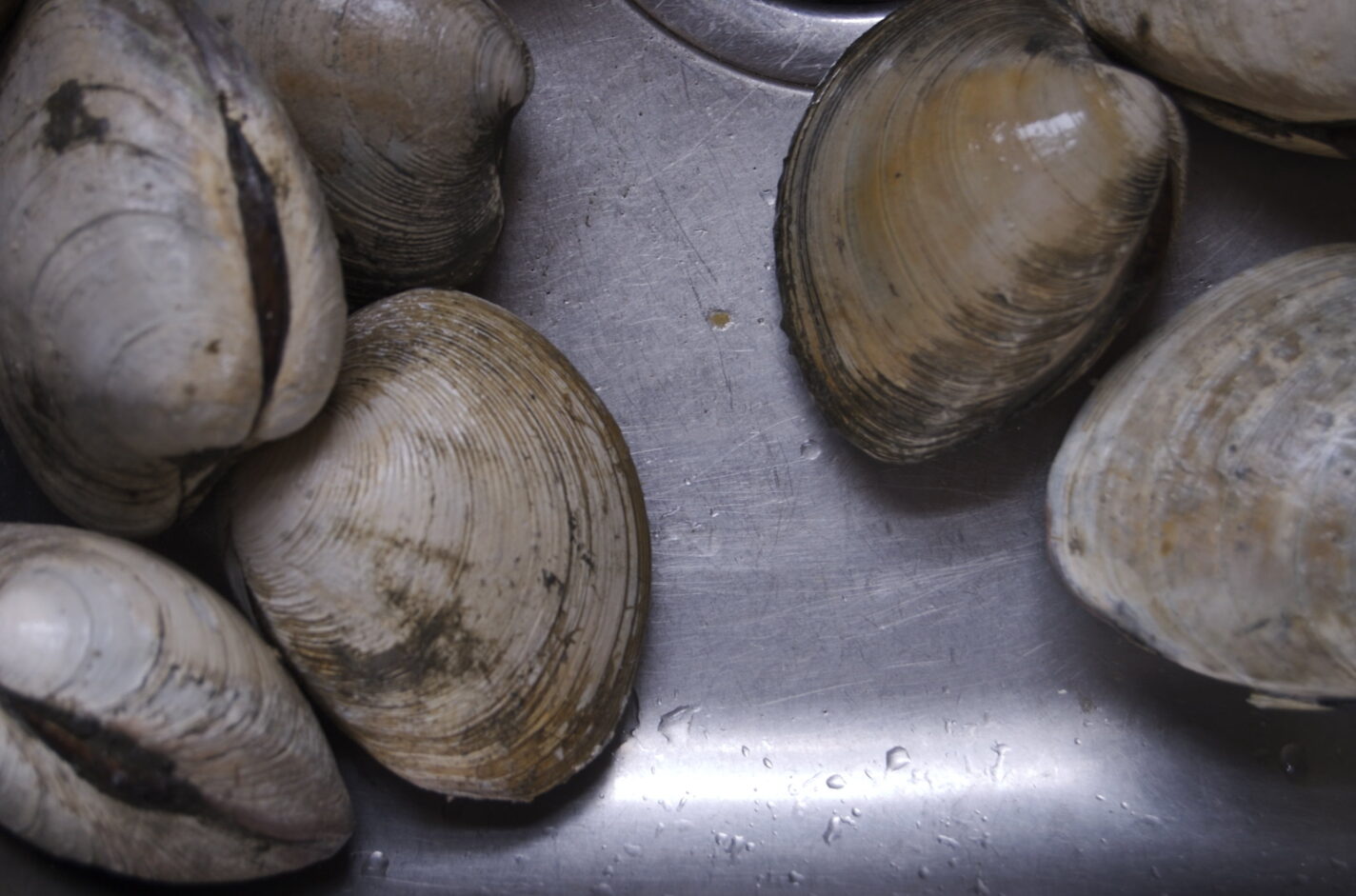 Quahog clams on a counter