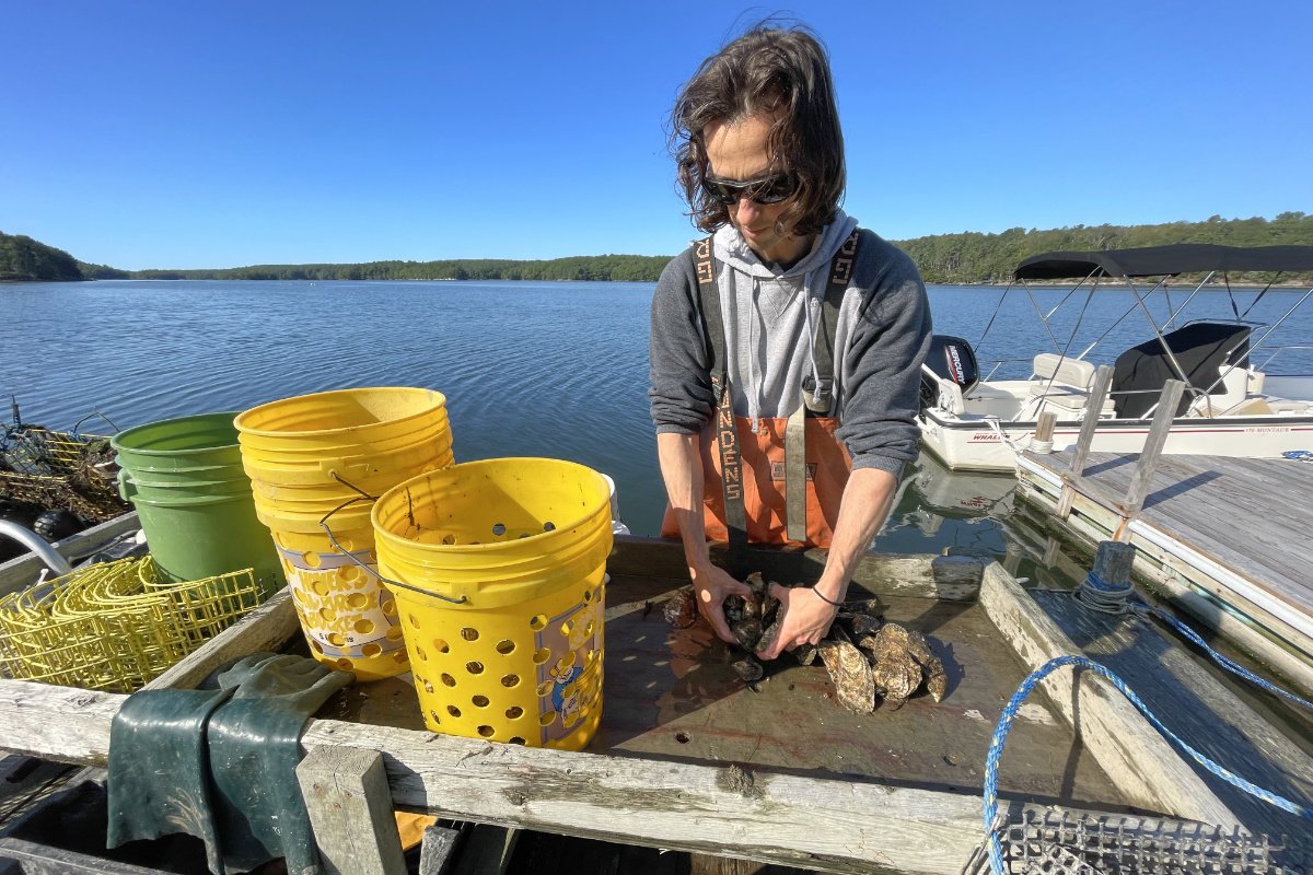 Joshua Stoll sorts oysters on an outdoor table at his farm in Georgetown, Maine. Next to him sit yellow and green oyster buckets. Behind him is a lake and a very blue sky.