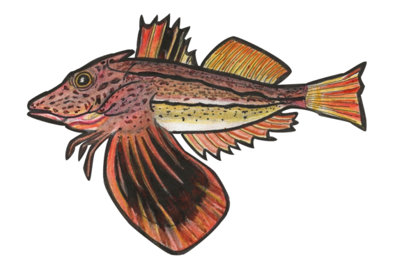 Sea Robin