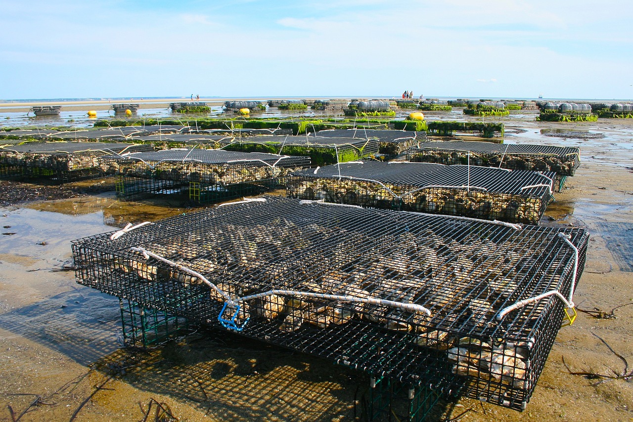 This photo shows several large oyster racks resting on wet sand at low tide. The sky is blue and white, partly cloudy.