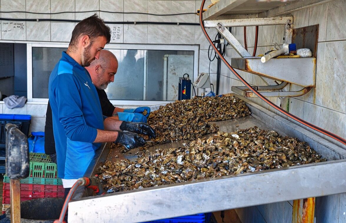 Two workers wearing blue uniforms handle oysters at a metal processing table.