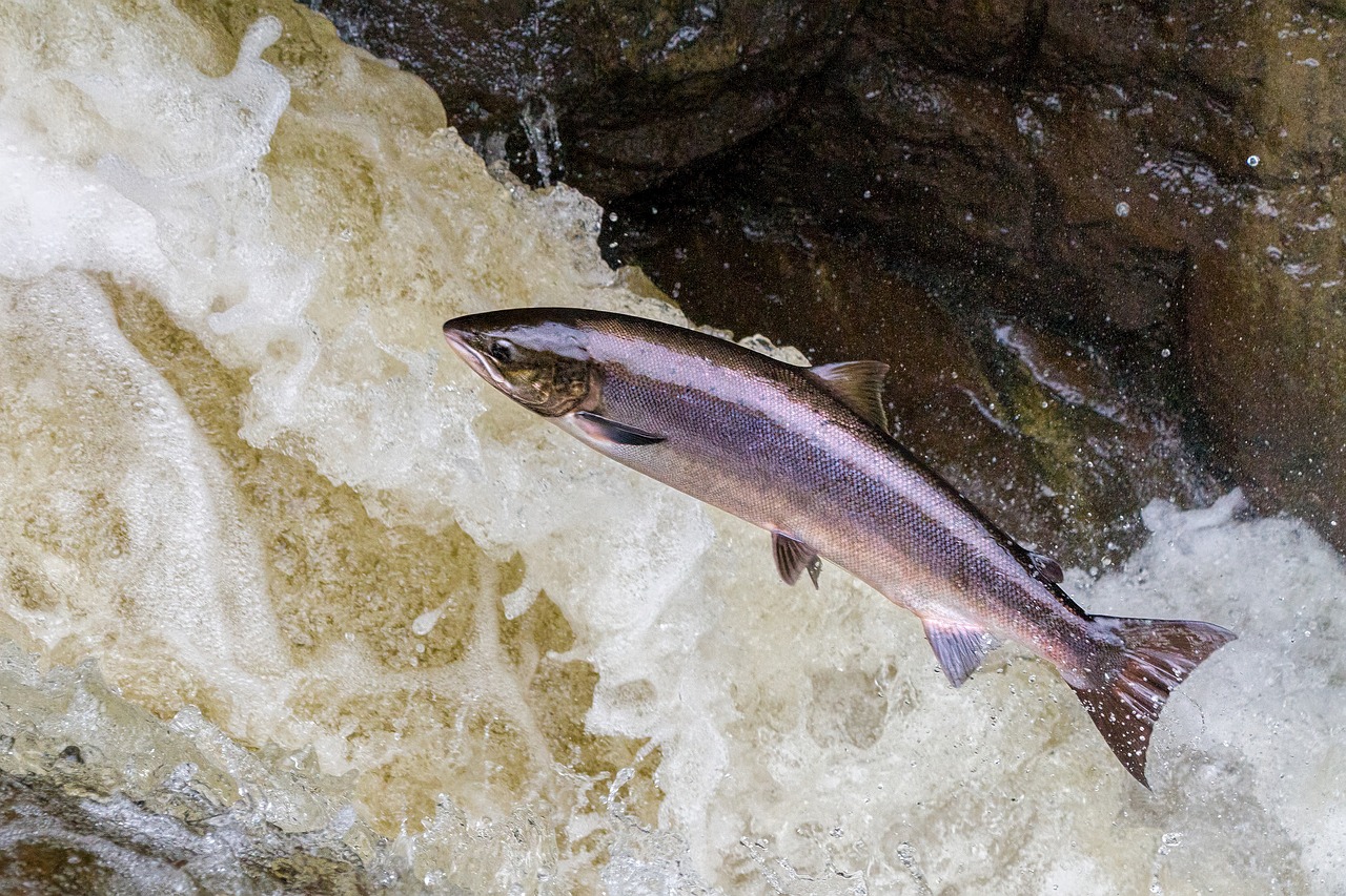 Featured image for “Salmon return to Klamath River, swimming freely for first time in over a century”